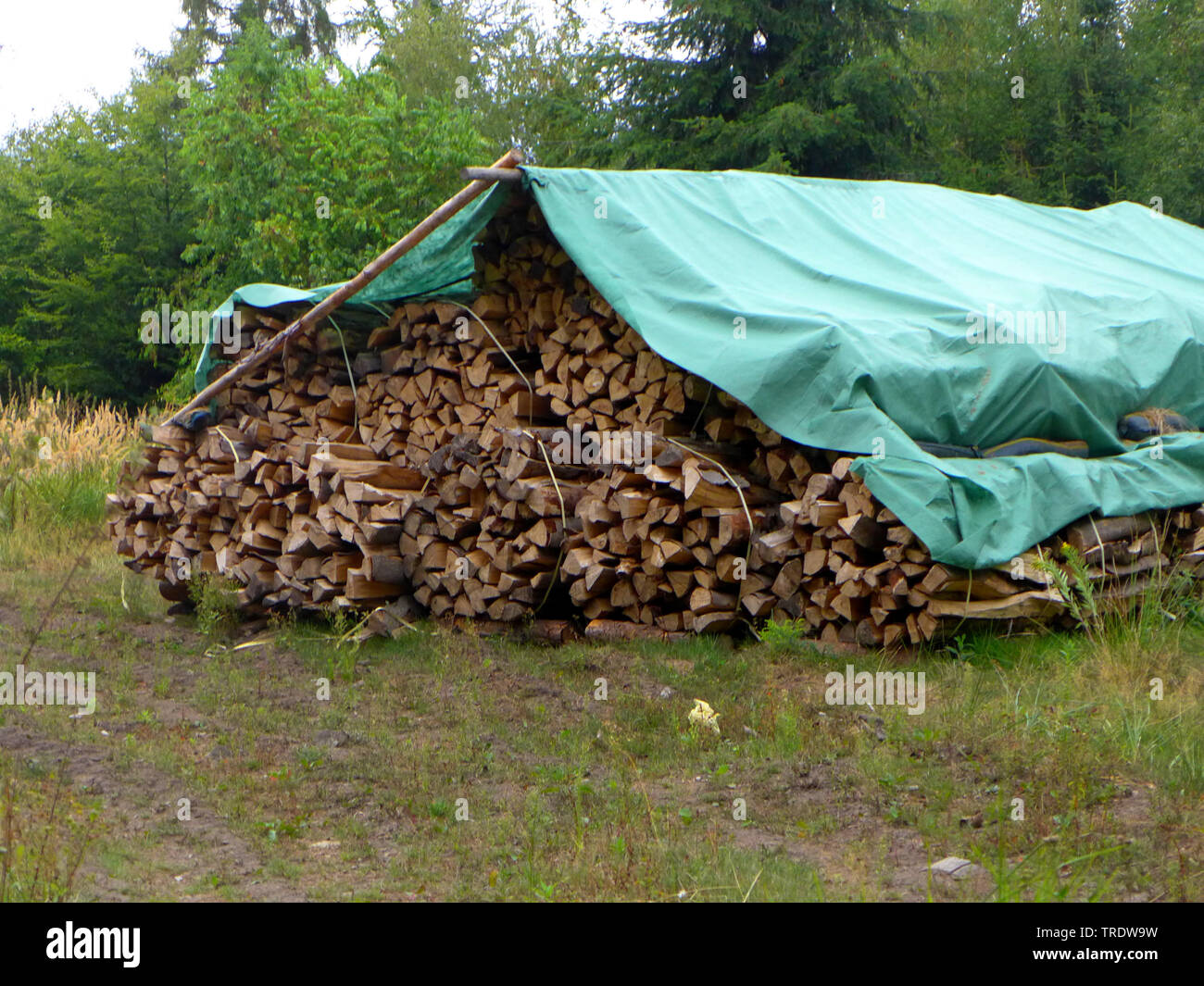Legname con protezione dalla pioggia, Germania Foto Stock