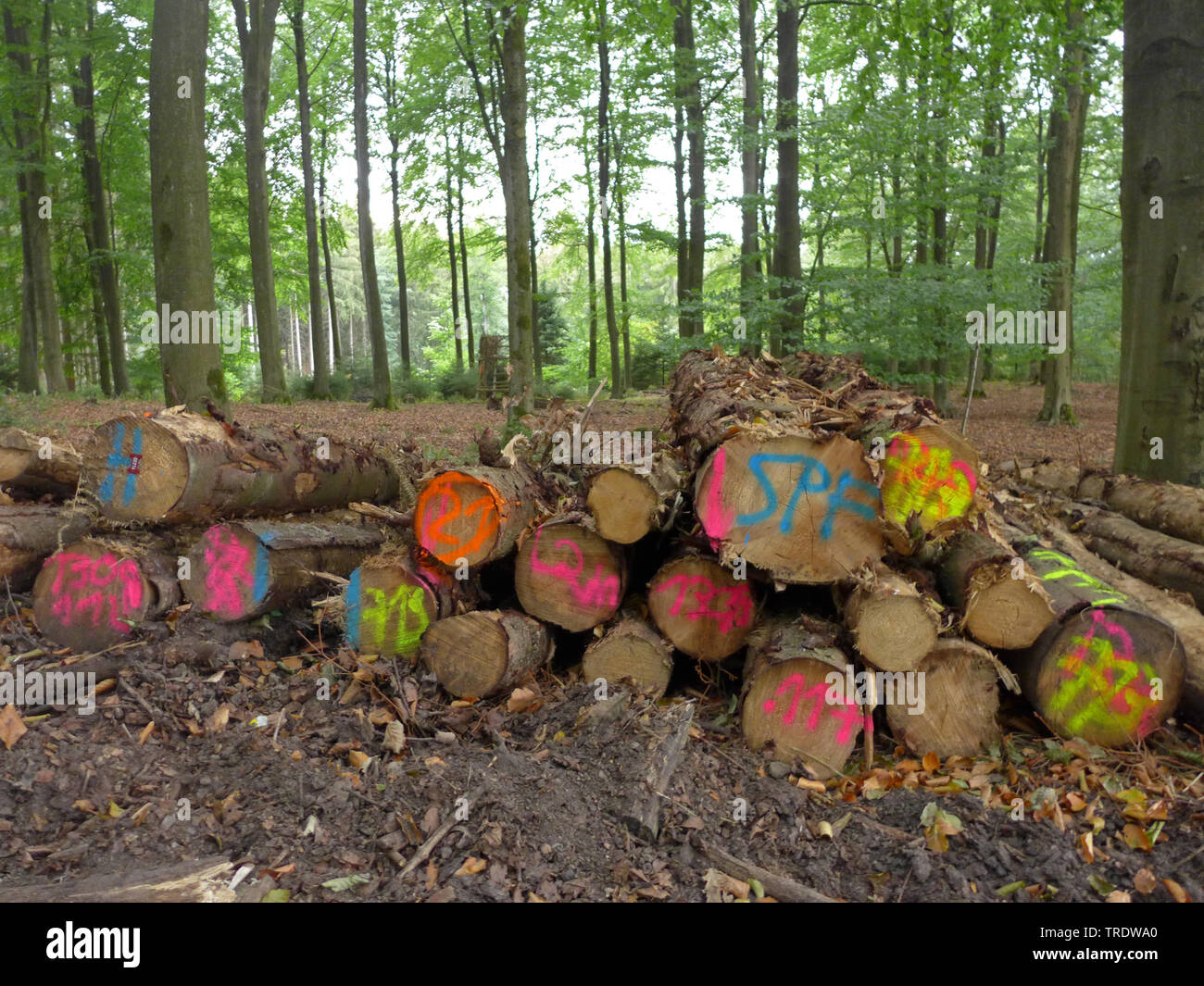 Pila di tronchi contrassegnati in una foresta, Germania Foto Stock