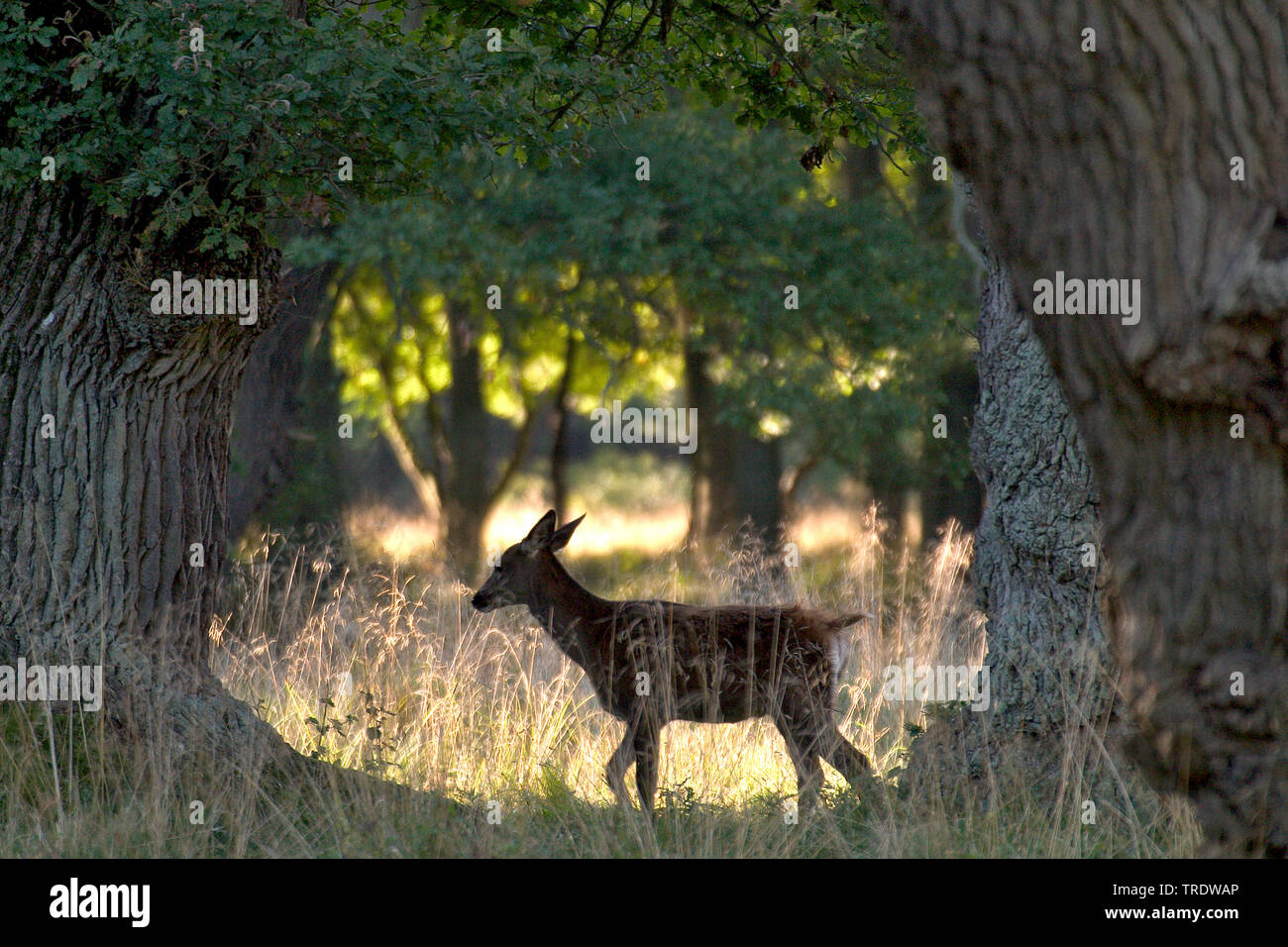 Il cervo (Cervus elaphus), hind in foresta, Paesi Bassi Foto Stock