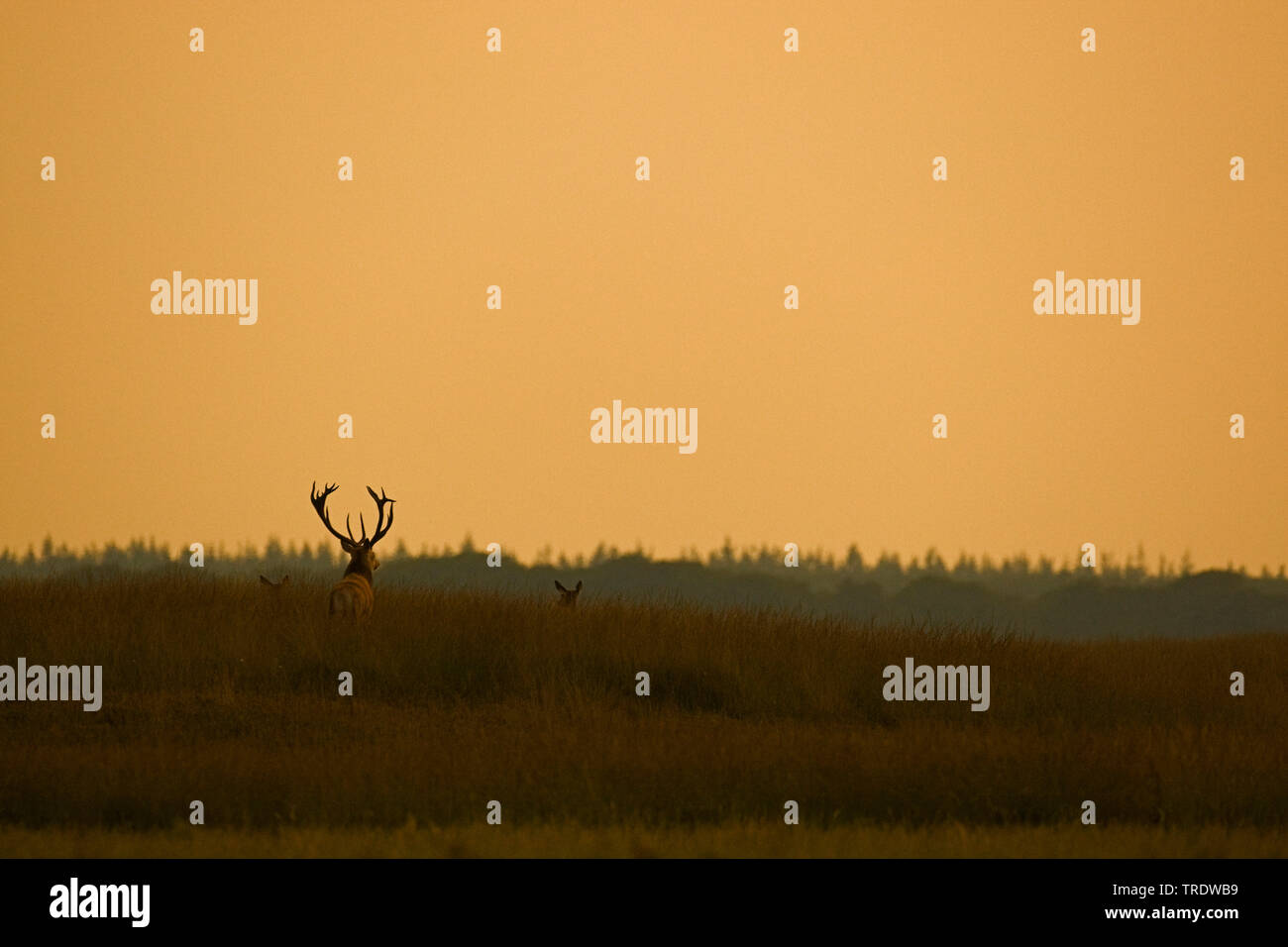 Il cervo (Cervus elaphus), maschio nella luce della sera, Paesi Bassi Foto Stock