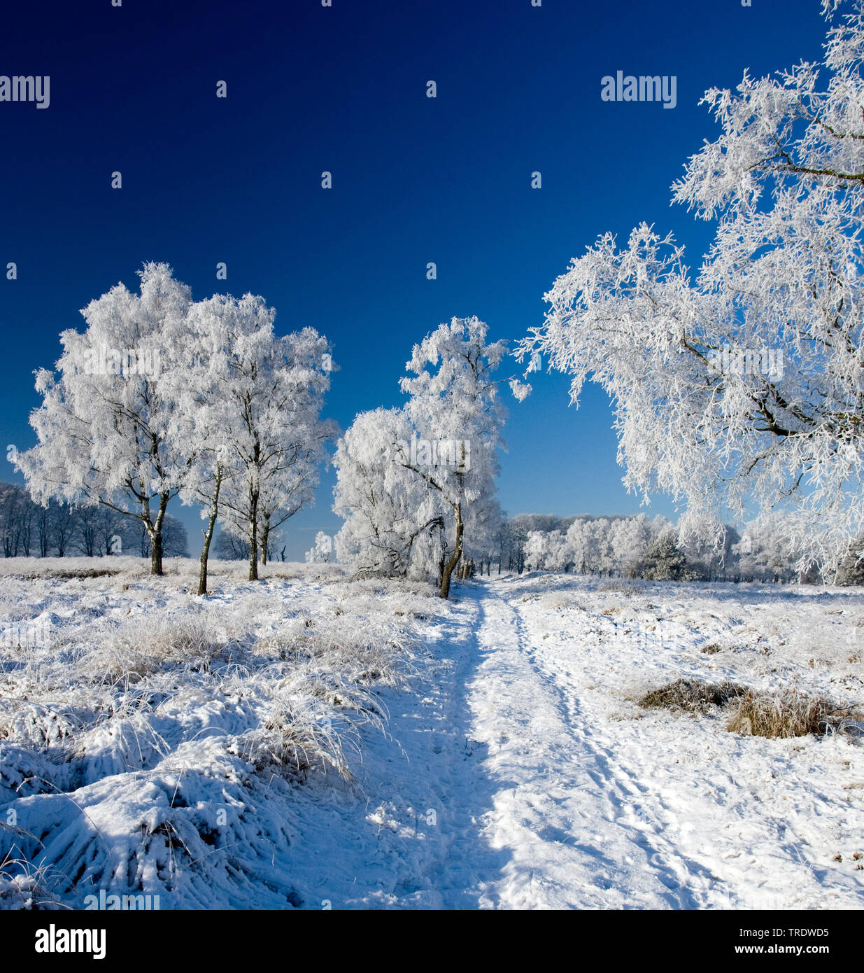 Paesaggio invernale, Paesi Bassi, Hoge Veluwe National Park Foto Stock