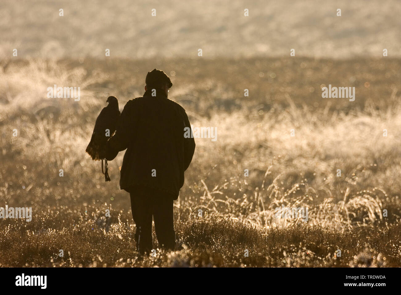 Falconer con Falcon, Paesi Bassi Foto Stock