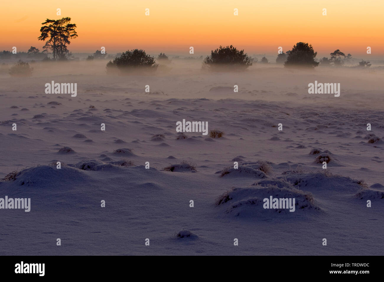 Paesaggio invernale al tramonto, Paesi Bassi, Hoge Veluwe National Park Foto Stock