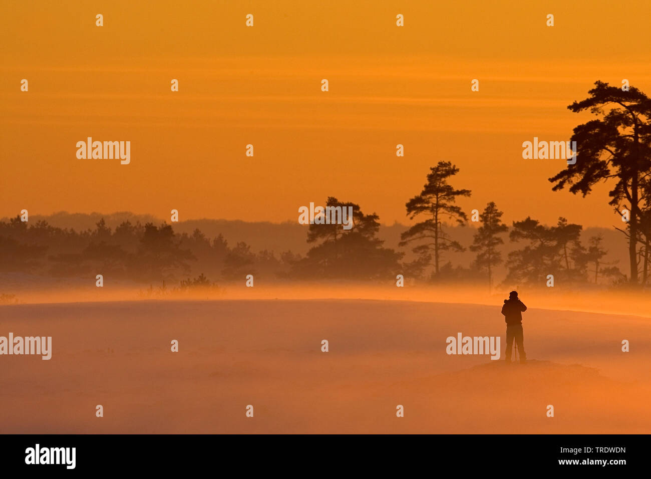 Paesaggio invernale al tramonto, Paesi Bassi, Hoge Veluwe National Park Foto Stock