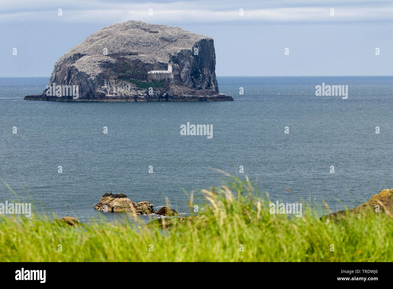 Colonie di uccelli marini su Bass Rock, Regno Unito, Scozia Foto Stock