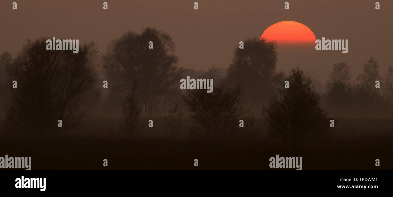 Fango nella luce del mattino, Germania, Bassa Sassonia, Naturschutzgebiet Rehdener Geestmoor Foto Stock