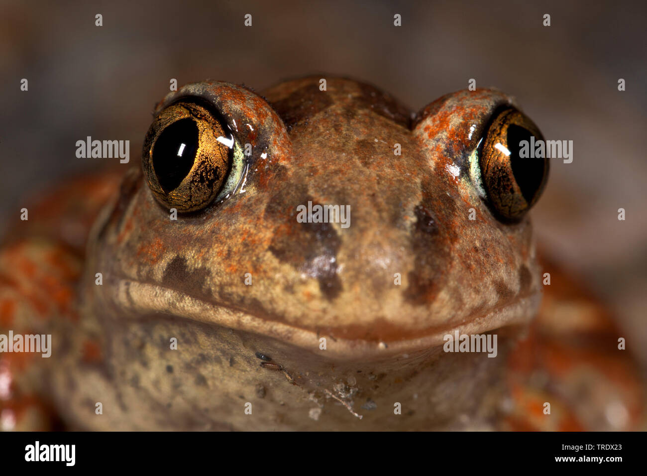 Common spadefoot, aglio toad (Pelobates fuscus), ritratto, vista frontale, Germania Foto Stock