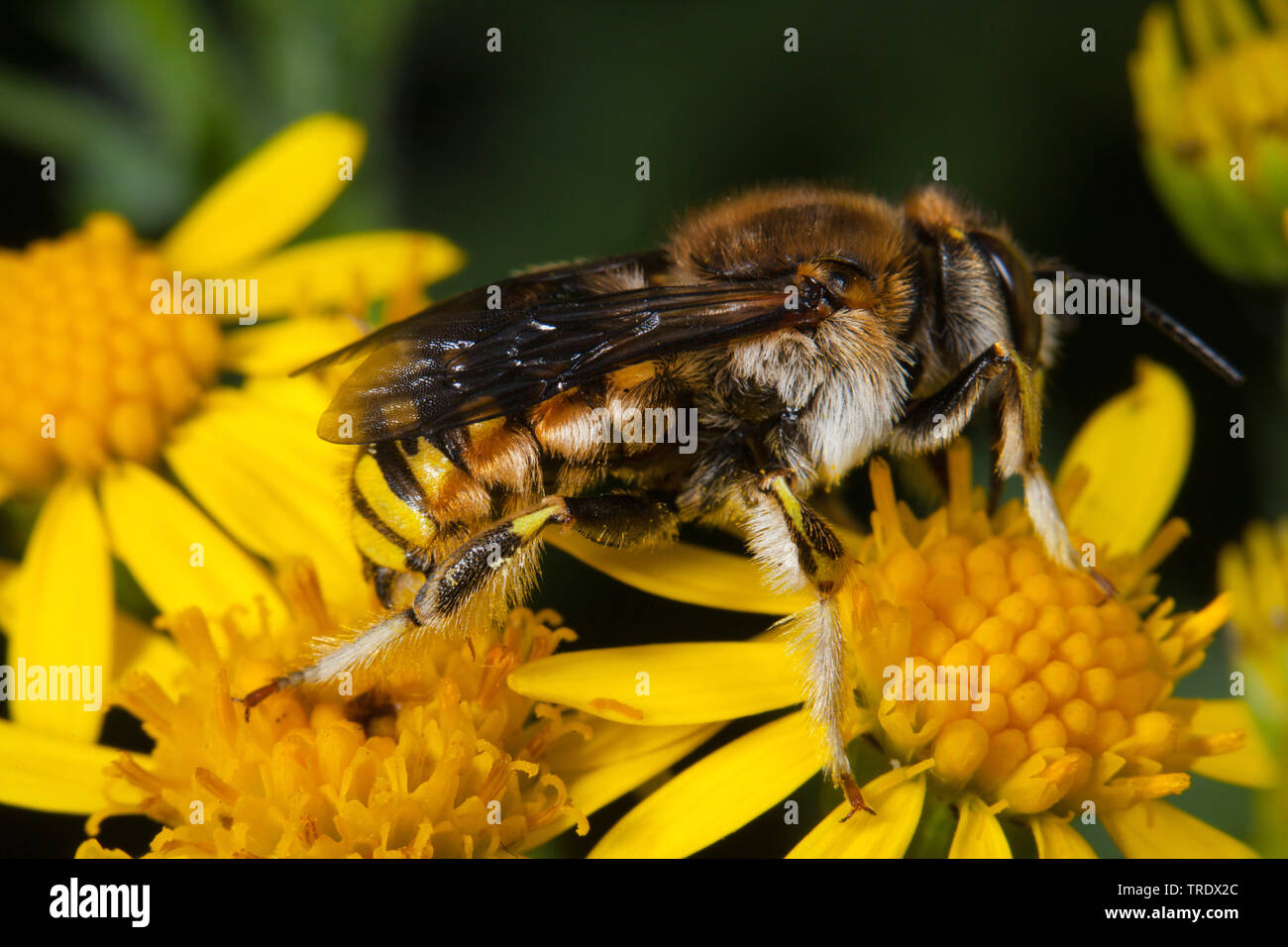 Carda lana bee (Anthidium manicatum, Anthidium maculatum), seduta sul composito, Germania Foto Stock
