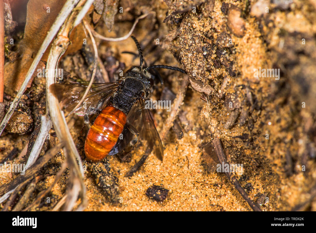 Il cuculo bee, sudore bee, Halictid Bee (Sphecodes albilabris, Sphecodes fuscipennis), seduto a terra, Germania Foto Stock