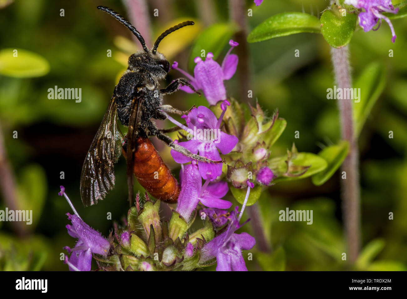 Il cuculo bee, sudore bee, Halictid Bee (Sphecodes albilabris, Sphecodes fuscipennis), seduto sul fiore, Germania Foto Stock