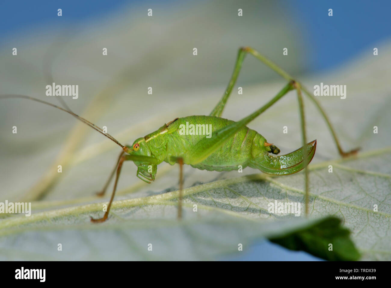 Chiazzato bushcricket, chiazzato bush-cricket (Leptophyes punctatissima), seduta su una foglia, Germania Foto Stock
