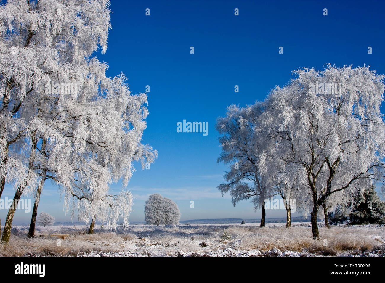 Paesaggio invernale Veluwe, Paesi Bassi, Hoge Veluwe National Park Foto Stock