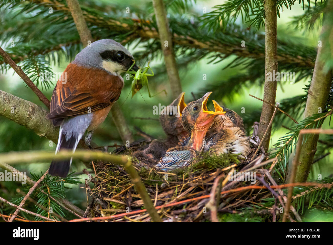 Red-backed shrike (Lanius collurio), maschio con foraggi nel becco con i capretti, Austria, Tirolo Foto Stock