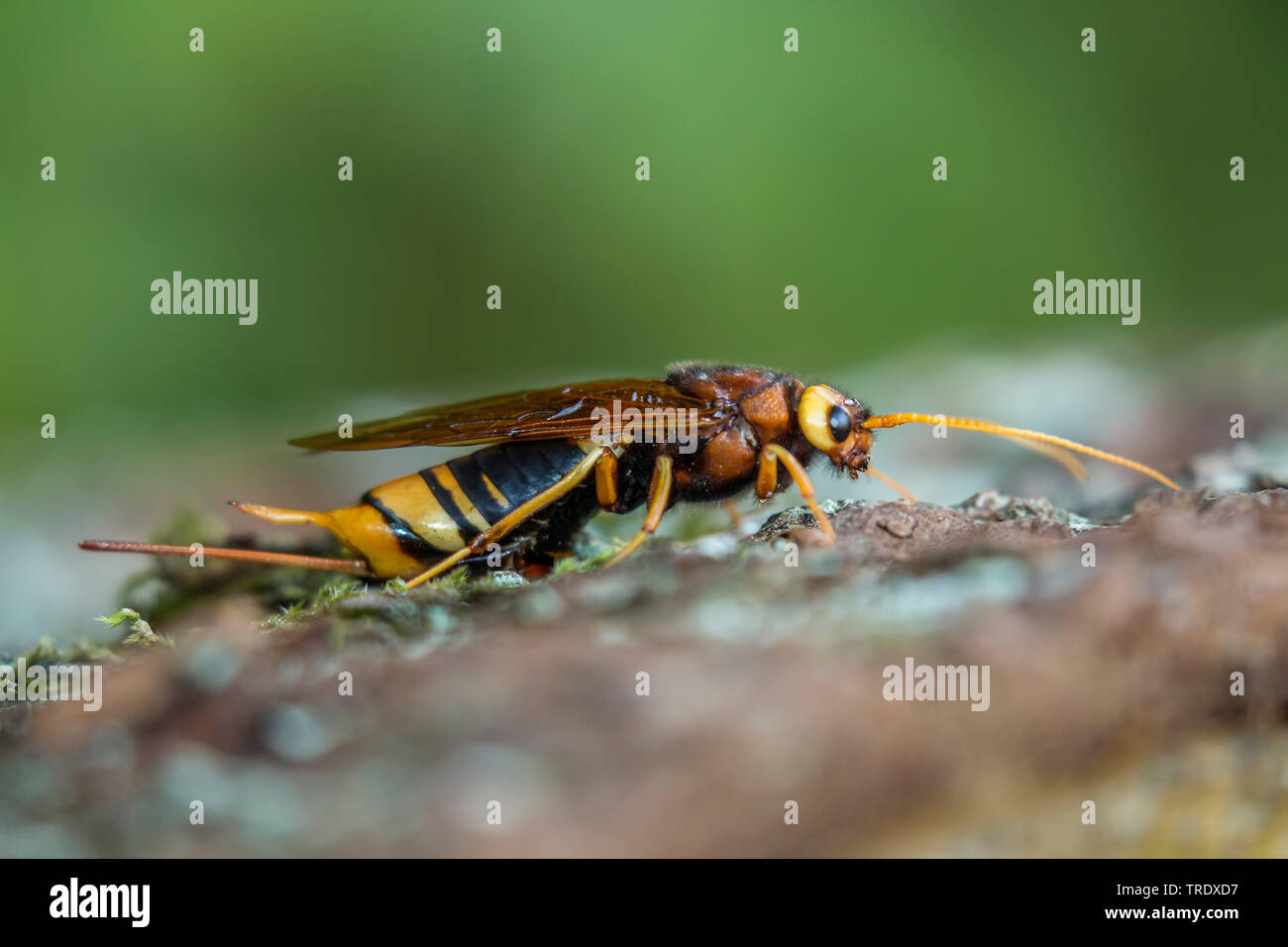 Giant Legno wasp, giant horntail, maggiore horntail (Urocerus gigas), la deposizione delle uova nel legno del tronco di un albero, vista laterale, in Germania, in Baviera, Niederbayern, Bassa Baviera Foto Stock