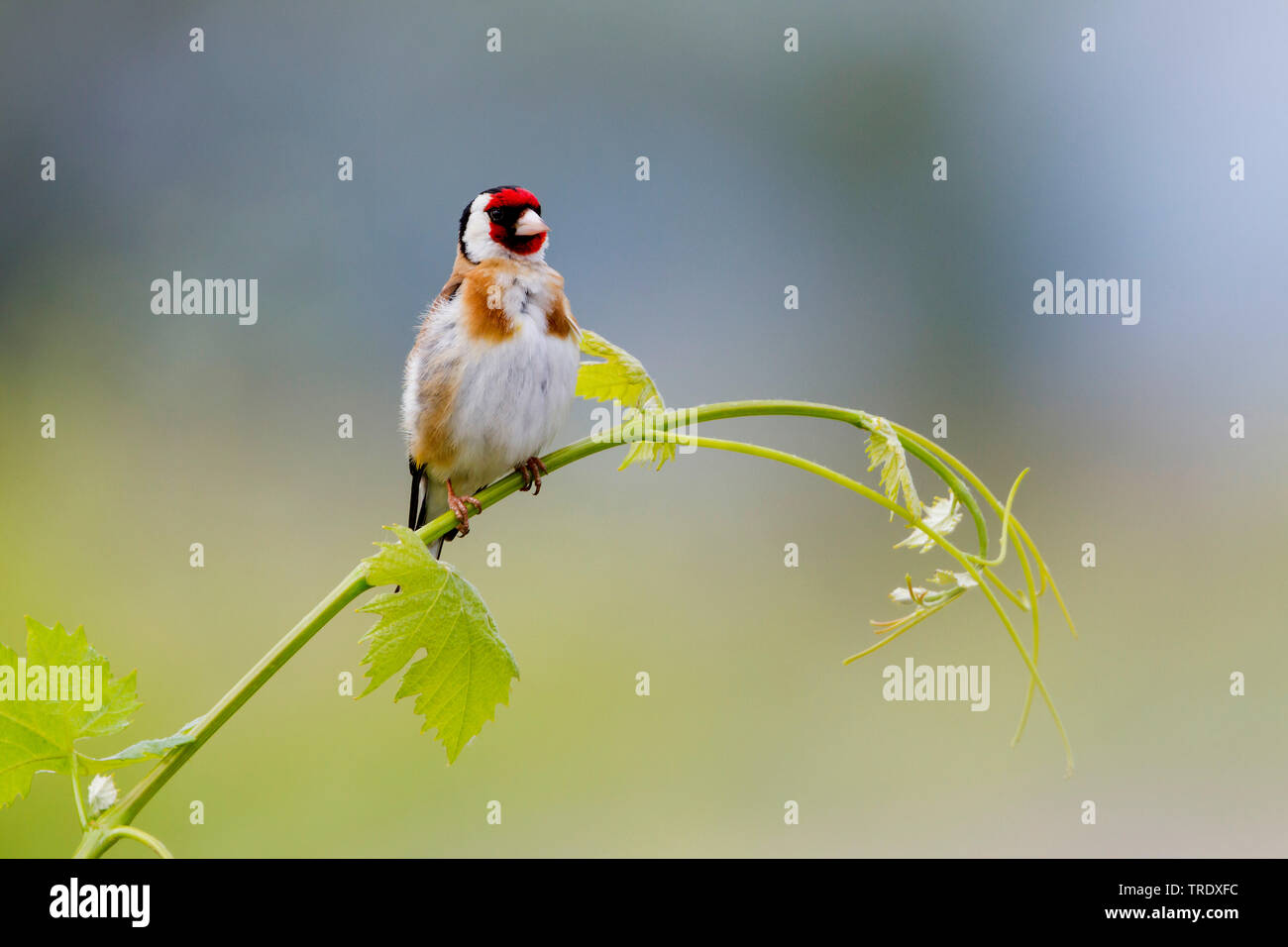 Eurasian cardellino (Carduelis carduelis carduelis, Carduelis carduelis), maschile seduto su un ramo di vite, Germania Foto Stock