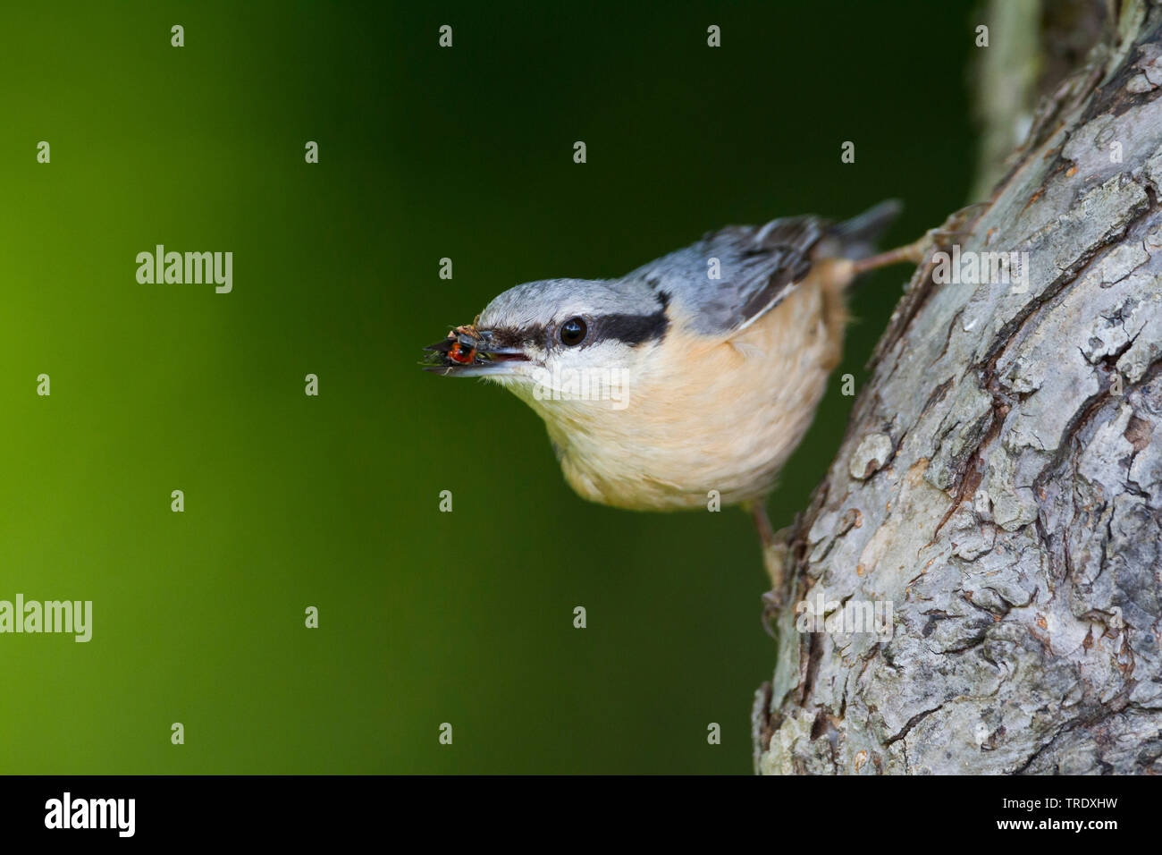 Eurasian picchio muratore (Sitta europaea caesia, Sitta caesia), seduti a un albero con la preda nel becco, Germania Foto Stock