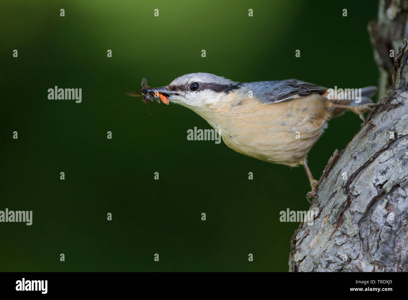 Eurasian picchio muratore (Sitta europaea caesia, Sitta caesia), seduti a un albero con la preda nel becco, Germania Foto Stock