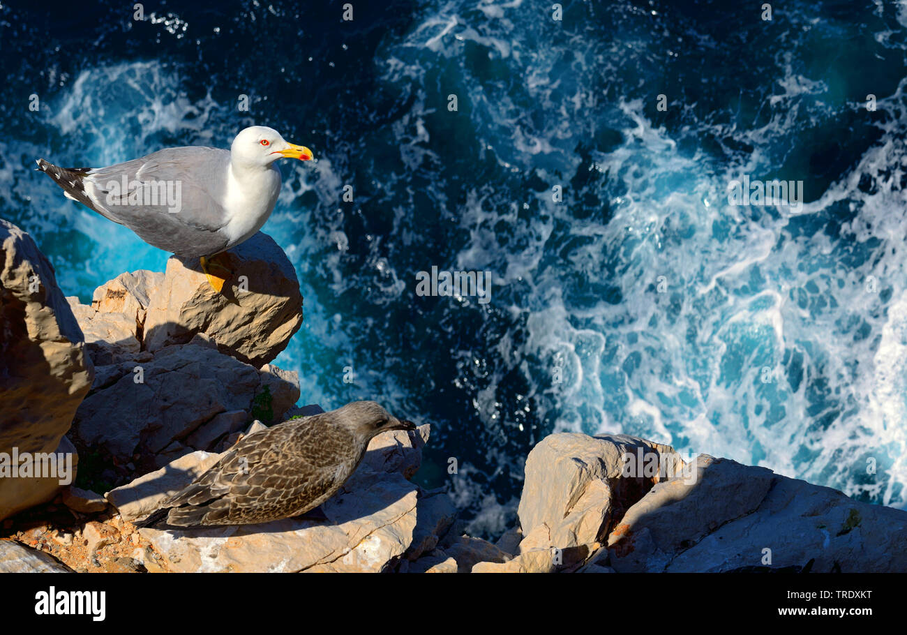 Giallo-zampe (gabbiano Larus michahellis, Larus cachinnans michahellis), con giovani bird su uno sperone di roccia all'oceano, Italia, Sardegna, Alghero Foto Stock