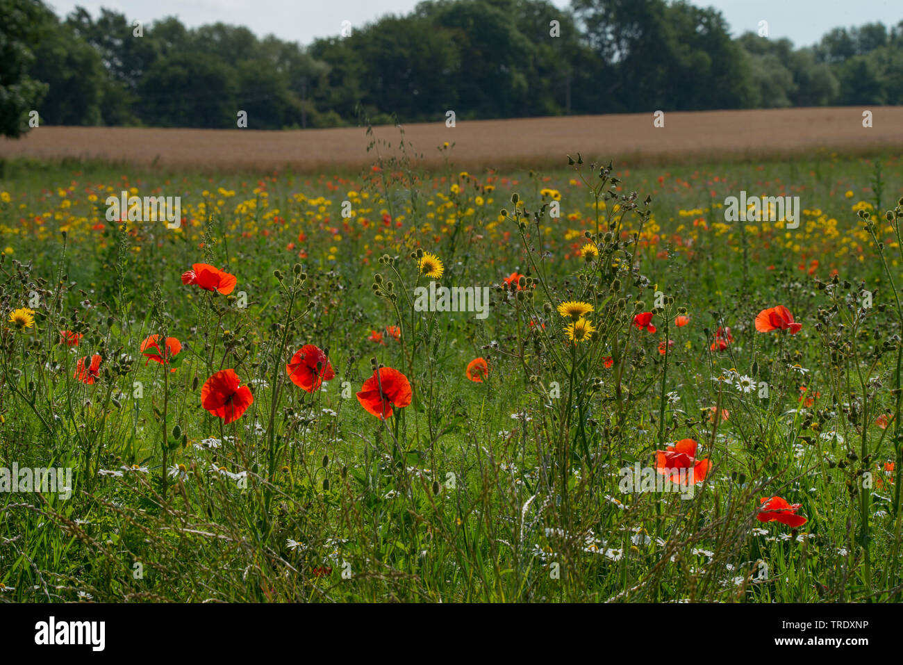 Campo sow thistle, mais sow-cardo, perenne sow thistle (Sonchus arvense), con semi di papavero su un campo incolto, Germania, Meclemburgo-Pomerania, Ruegen Foto Stock