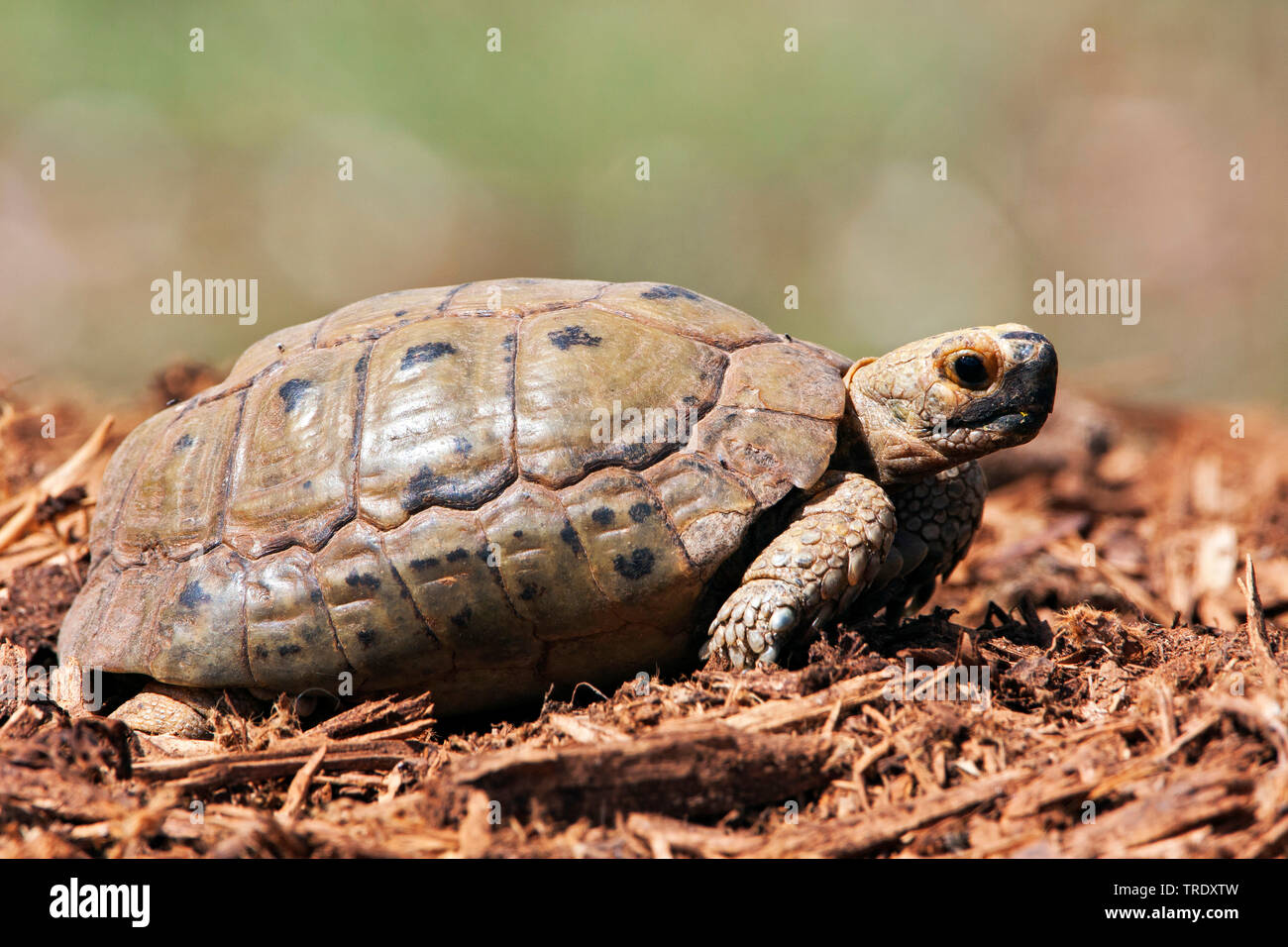 Hermann's tartaruga, tartaruga greca (Testudo hermanni floweri), vista laterale, Israele Foto Stock