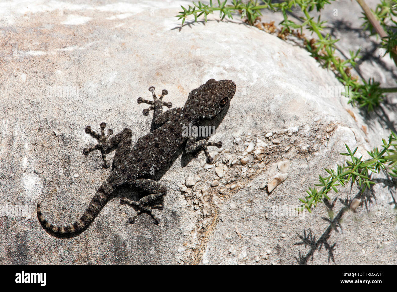Ventola-dita (Gecko Ptyodactylus puiseuxi), seduta su una roccia, Israele Foto Stock
