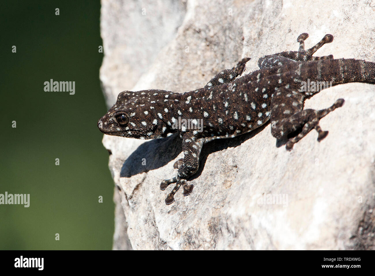 Ventola-dita (Gecko Ptyodactylus puiseuxi), seduta su una roccia, Israele Foto Stock