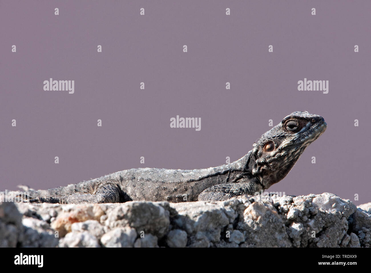 Roughtail rock AGAMA SA, Hardun (Stellagama stellio, Agama stellio, Stellio stellio, Laudakia stellio), prendere il sole, Israele Foto Stock