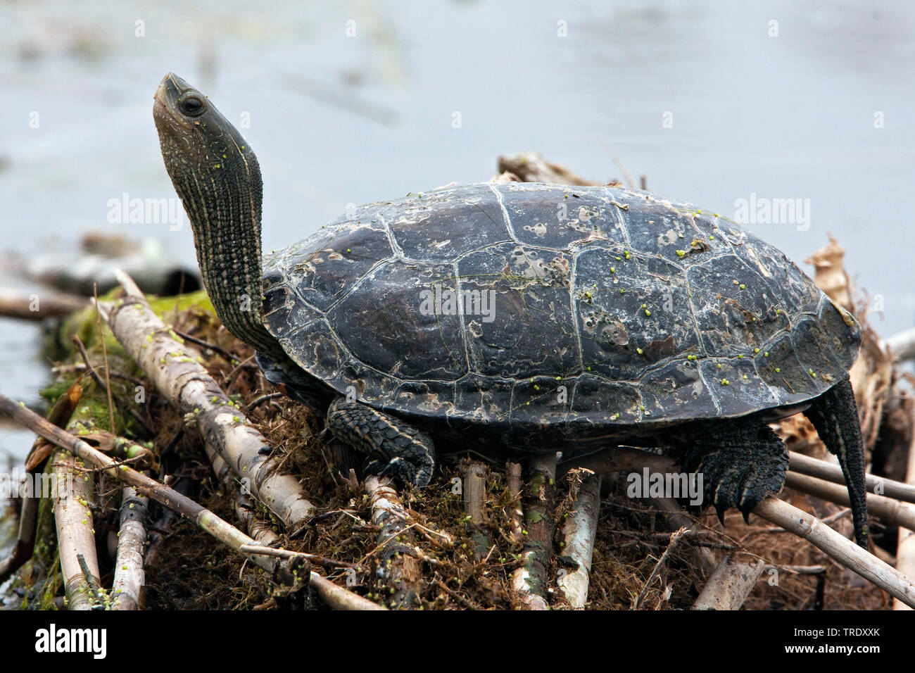 Caspian Pond Turtle (Mauremys caspica), riposo, Israele Foto Stock
