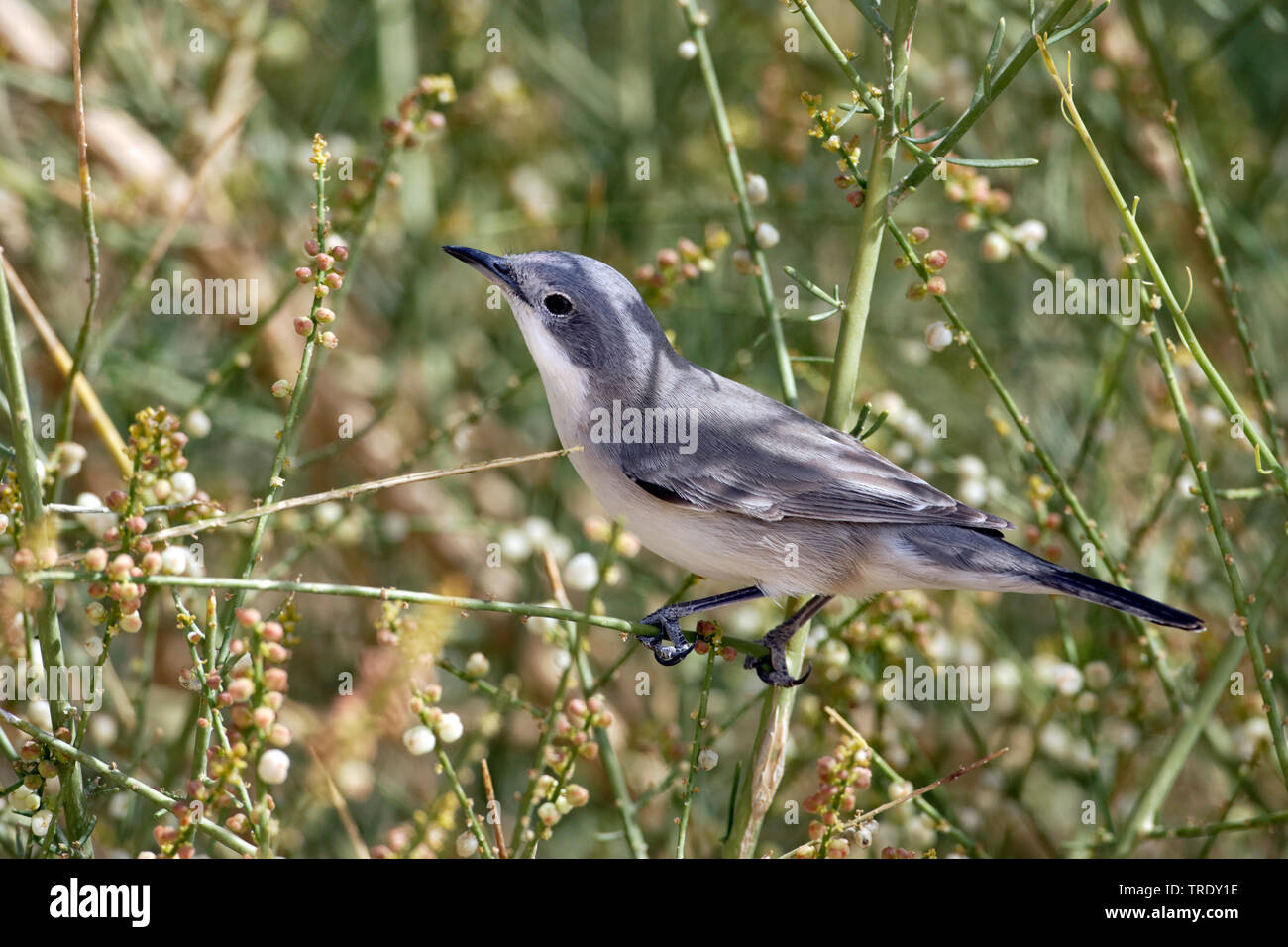 Orphean orientale trillo (Sylvia hortensis crassirostris, Sylvia crassirostris), femmina, Israele Foto Stock