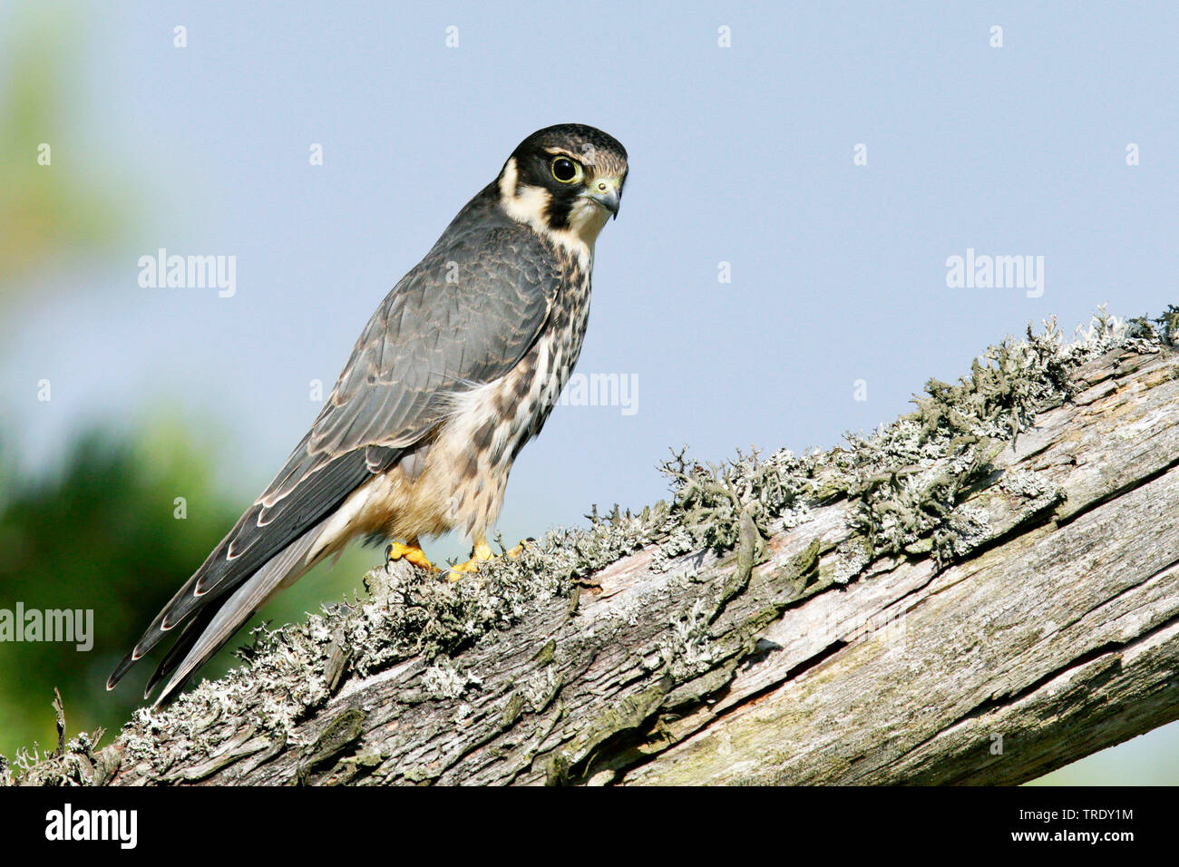 Hobby settentrionale (Falco Subbuteo®), bambino seduto su un albero, Finlandia, Hanko Foto Stock