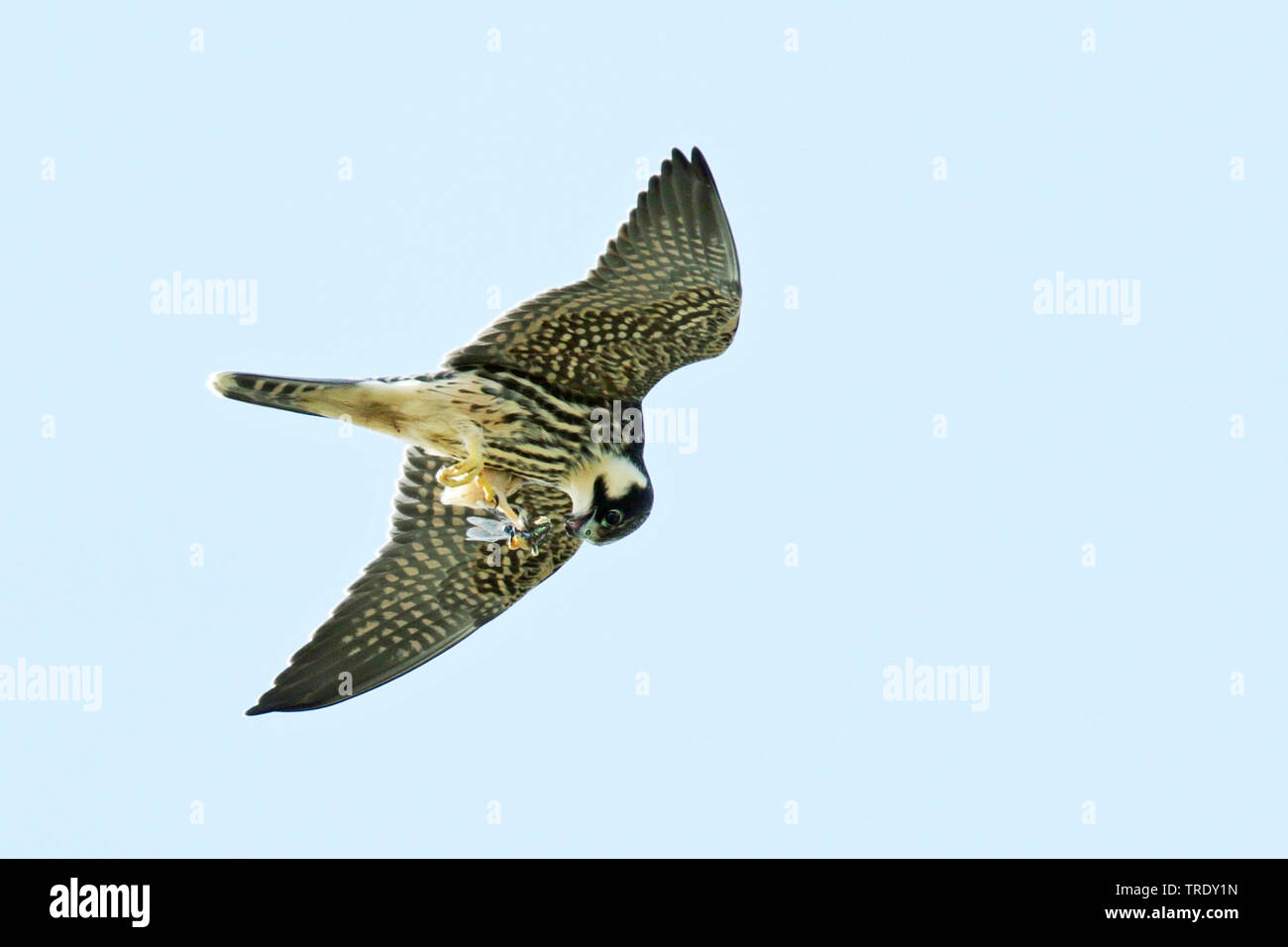 Hobby settentrionale (Falco Subbuteo®), flying capretti, Finlandia, Hanko Foto Stock