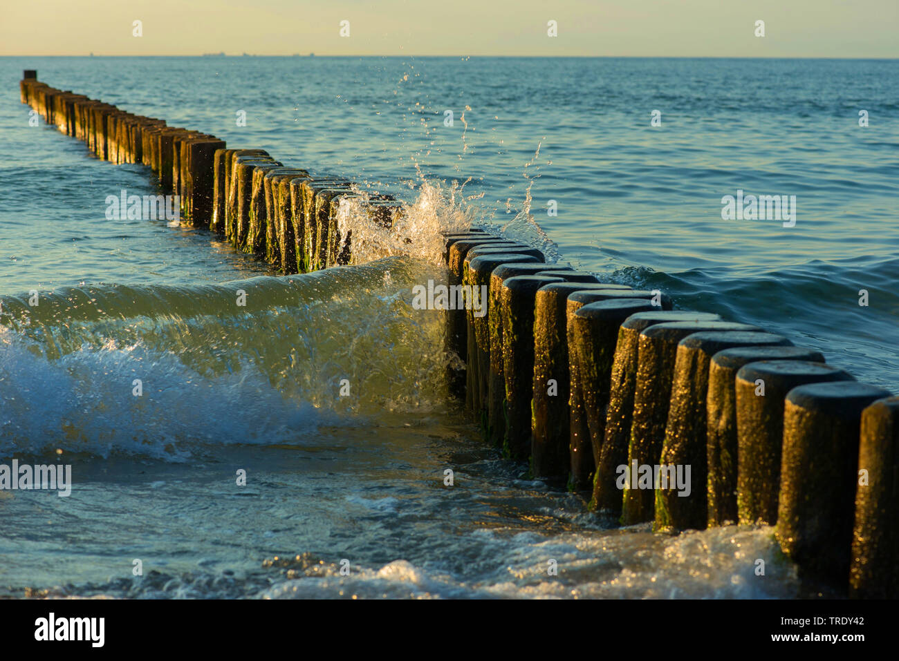 Groyne in legno nel Mar Baltico, Germania, Meclemburgo-Pomerania, Western Pomerania Area Laguna National Park, Zingst Foto Stock