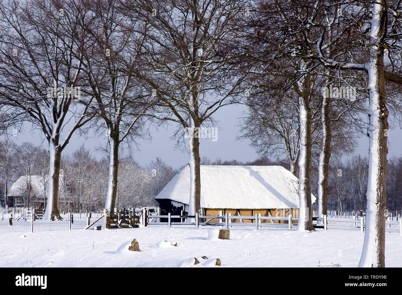 Ovile in inverno, Paesi Bassi Foto Stock