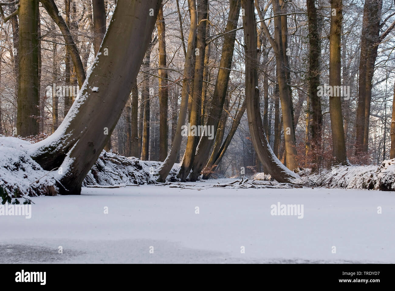 Twickelervaart attraverso Twickelerbos in inverno, Paesi Bassi Foto Stock