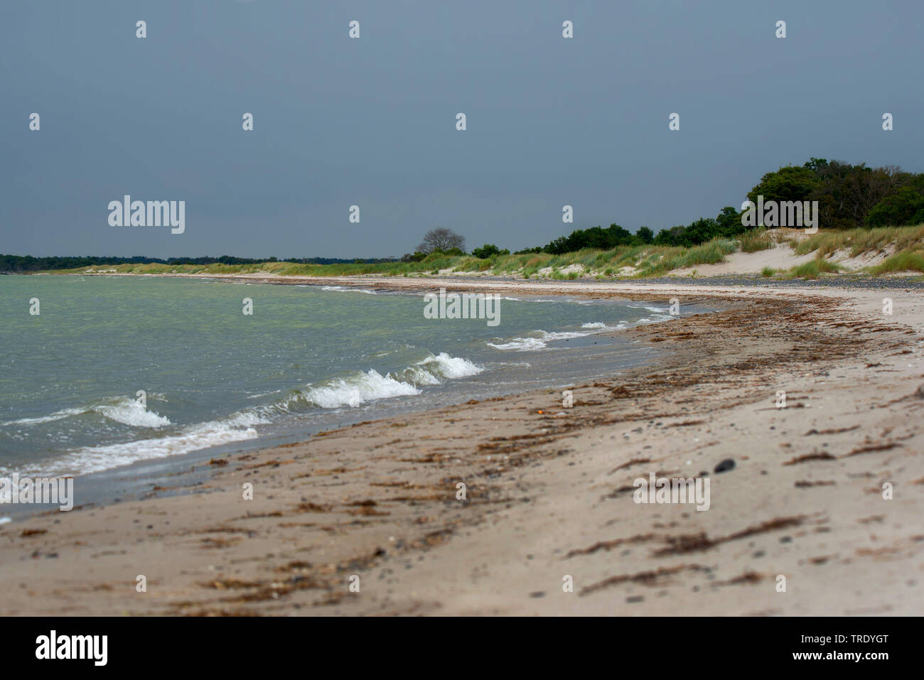 Mar baltico, Germania, Meclemburgo-Pomerania, Western Pomerania Area Laguna National Park, Zingst Foto Stock