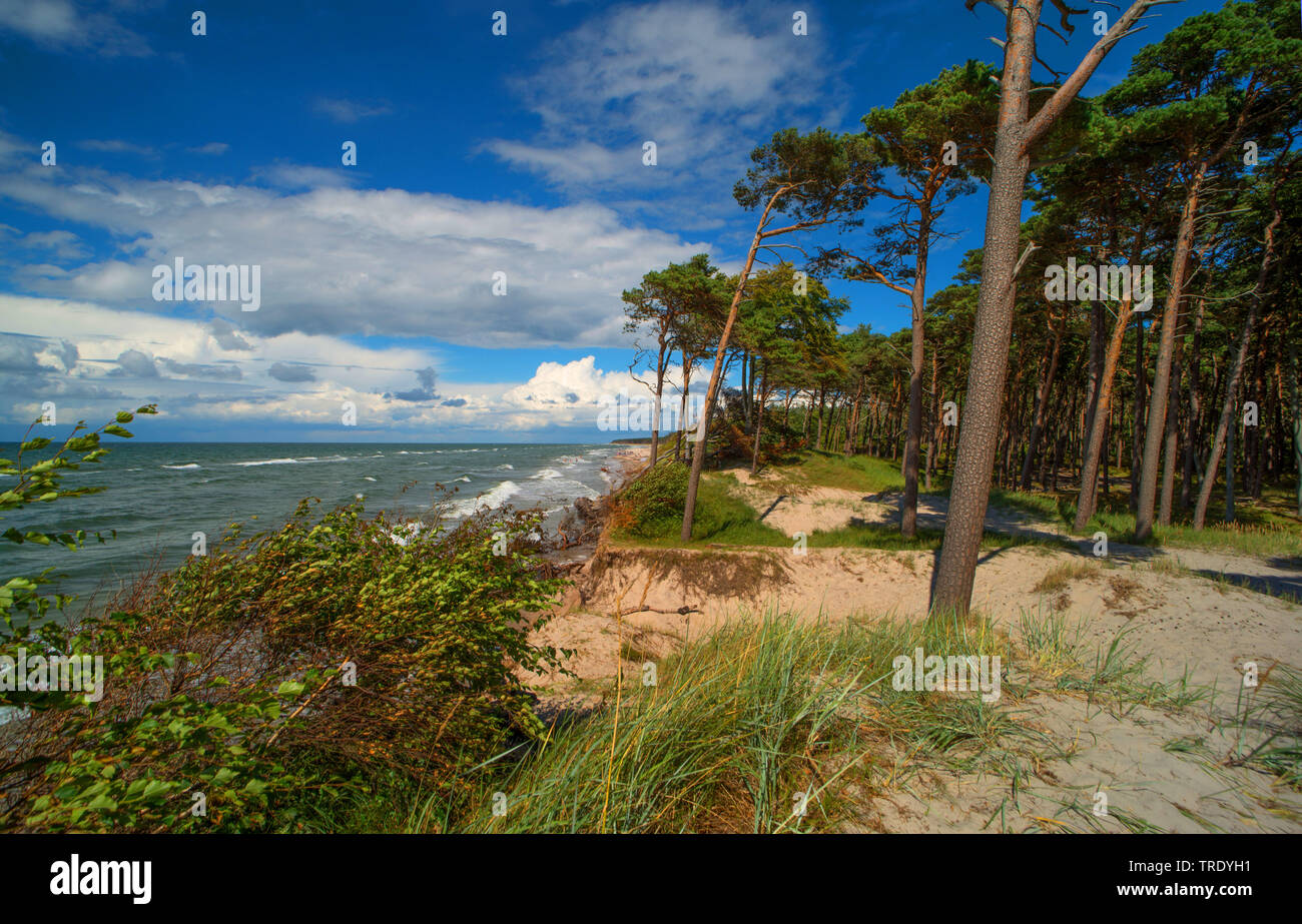 Costa occidentale del Darss, Germania, Meclemburgo-Pomerania, Western Pomerania Area Laguna Parco Nazionale Foto Stock