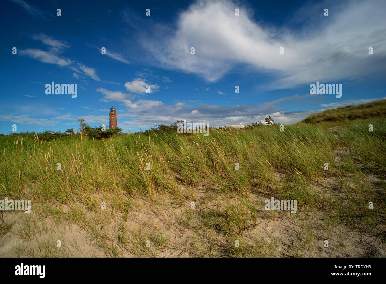 Costa Ovest e faro Darsser Ort, Germania, Meclemburgo-Pomerania, Western Pomerania Area Laguna Parco Nazionale Foto Stock