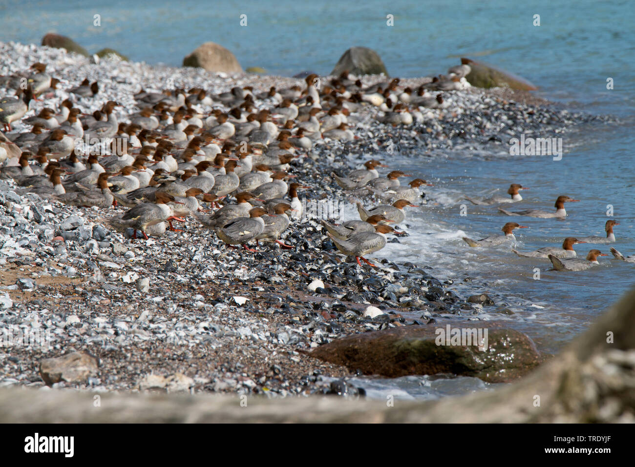 Smergo maggiore (Mergus merganser), al litorale, Jasmund National Park Foto Stock