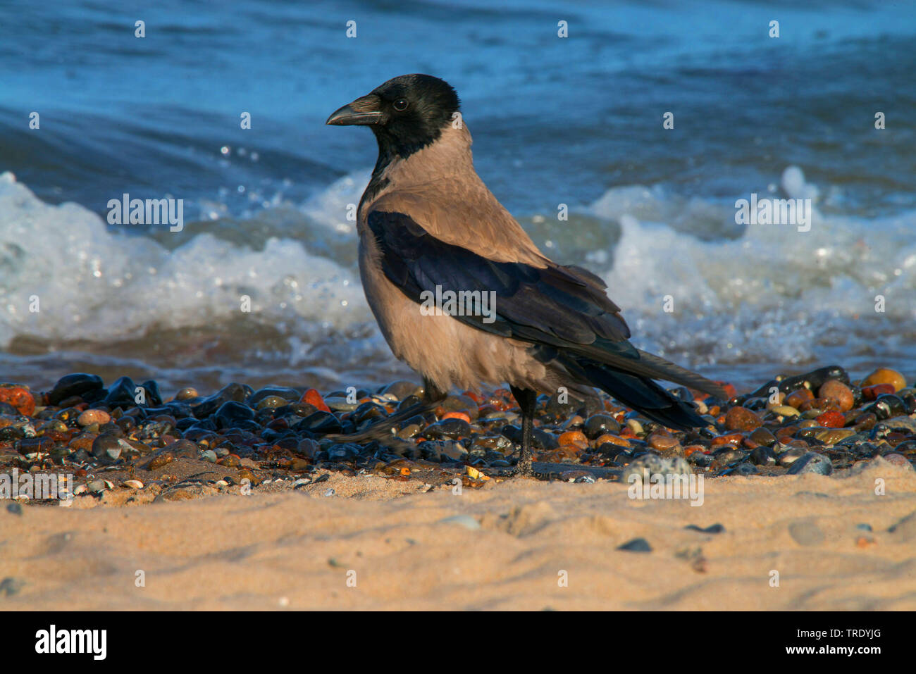 Cornacchia mantellata (Corvus corone cornix, Corvus cornix), al litorale, Germania, Meclemburgo-Pomerania, Ruegen Foto Stock