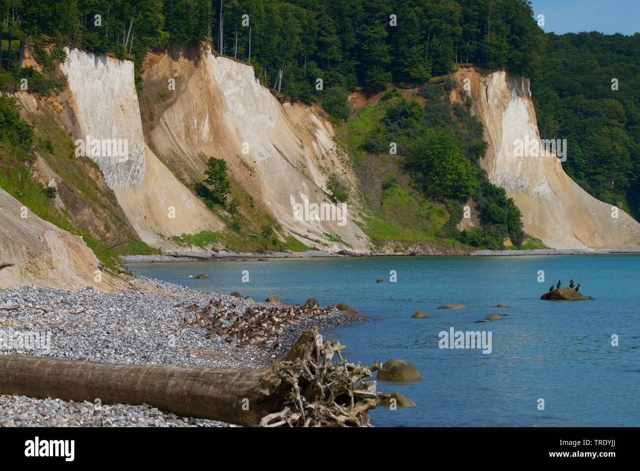 Smergo maggiore (Mergus merganser), Chalk cliff in Jasmuns National Park, Meclemburgo-Pomerania, Ruegen, Jasmund National Park Foto Stock