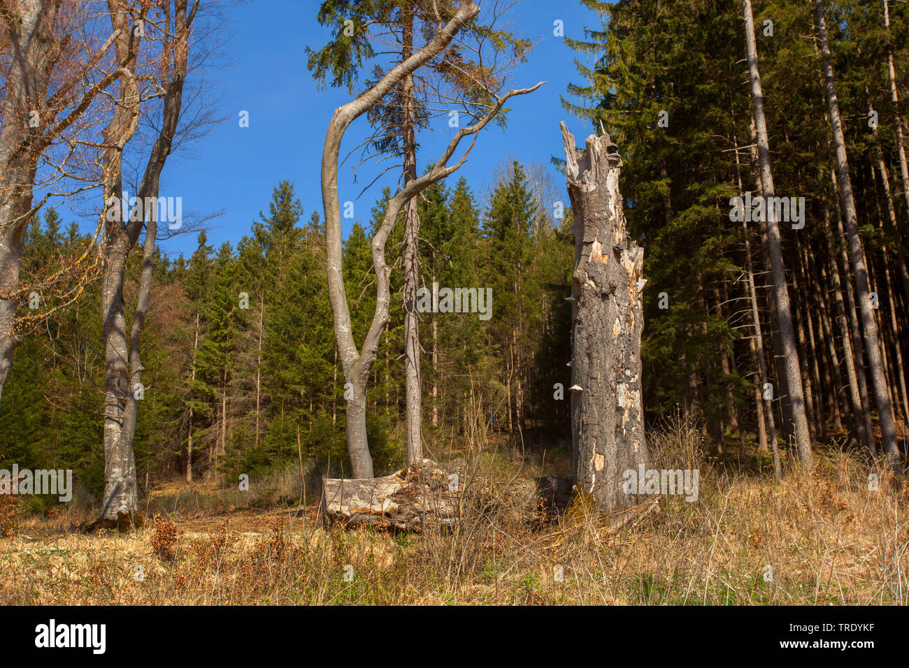 Lago Ammersee, South Shore A Paehl, in Germania, in Baviera Foto Stock