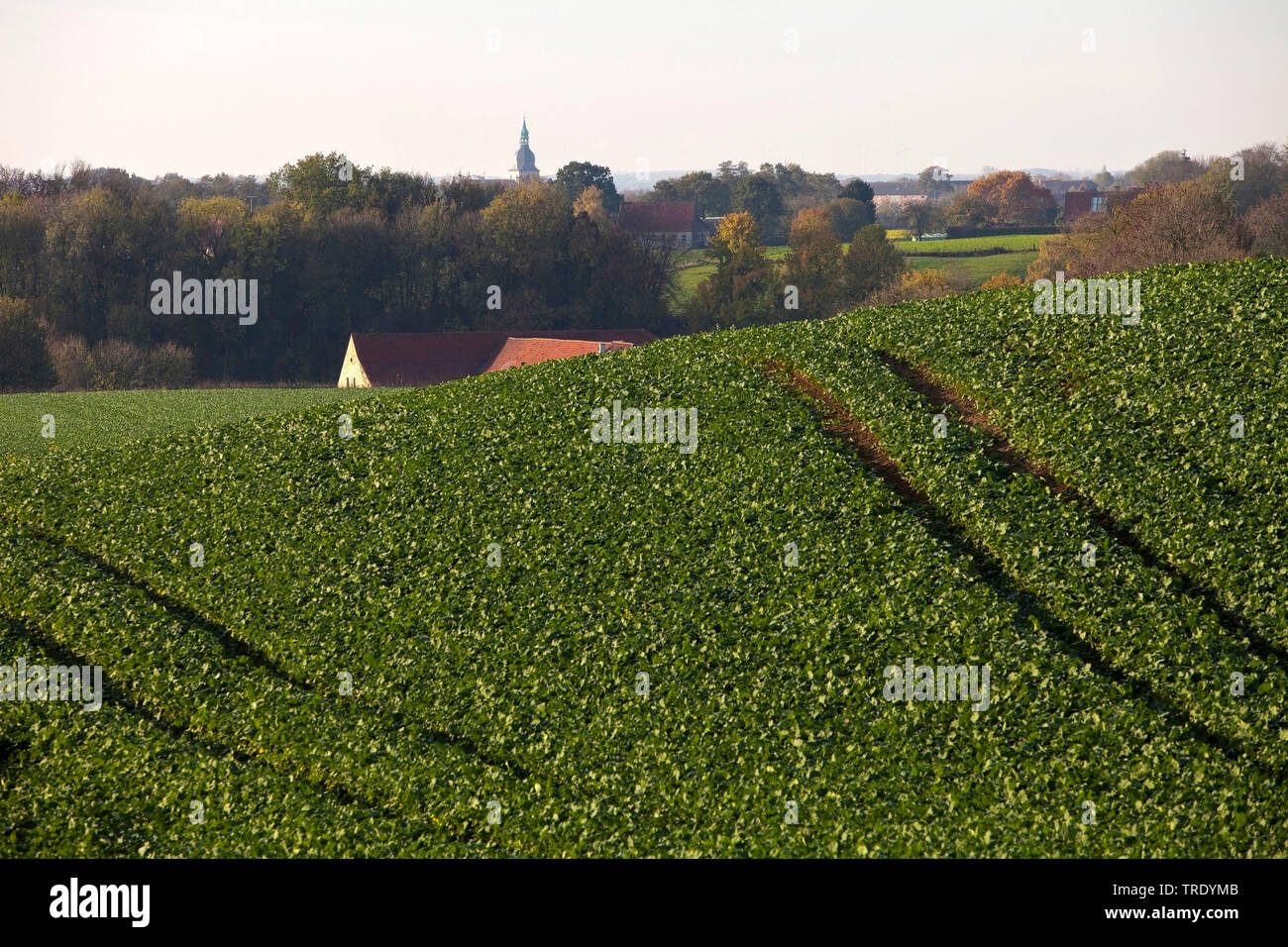 Il paesaggio agricolo con il campanile di San Martinus chiesa, in Germania, in Renania settentrionale-Vestfalia, Muensterland, Nottuln Foto Stock