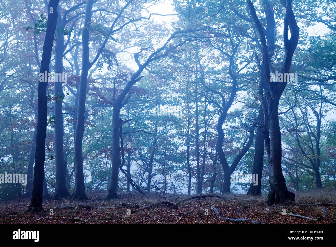 Foresta in mattina umido, in Germania, in Renania settentrionale-Vestfalia, la zona della Ruhr, Witten Foto Stock