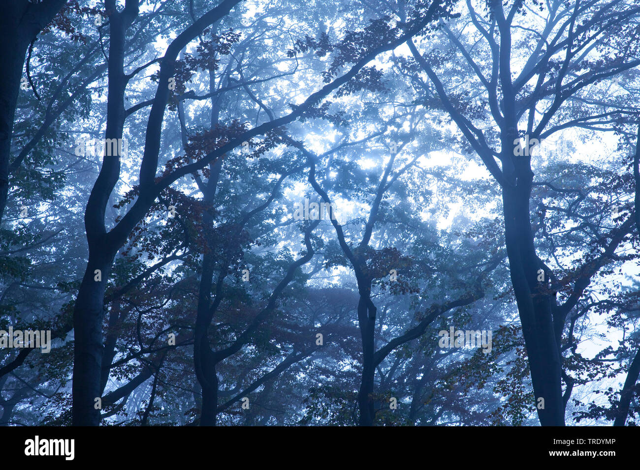 Foresta in mattina umido, in Germania, in Renania settentrionale-Vestfalia, la zona della Ruhr, Witten Foto Stock