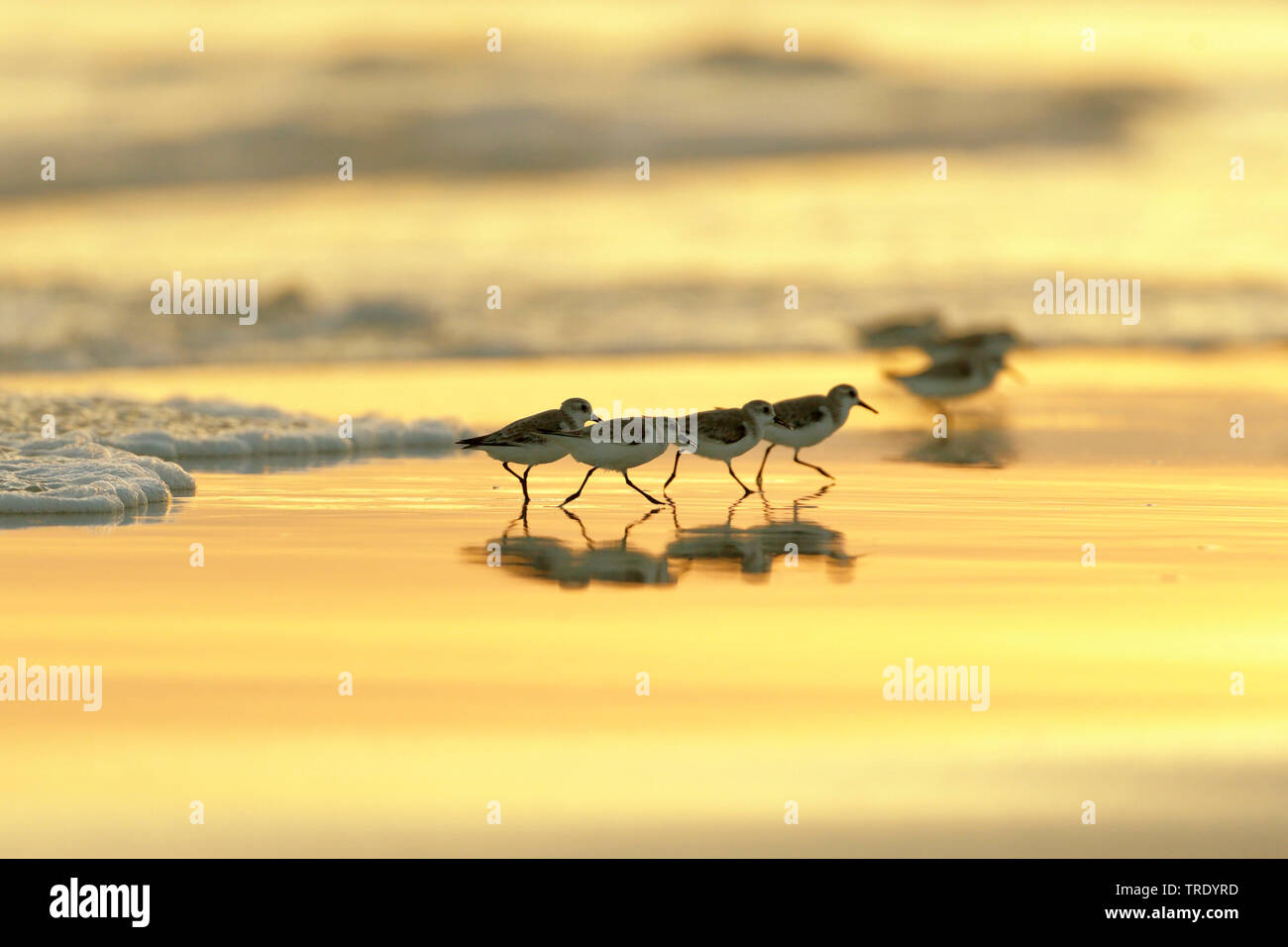 Sanderling (Calidris alba), gruppo in acqua al tramonto, in Oman Salalah Foto Stock