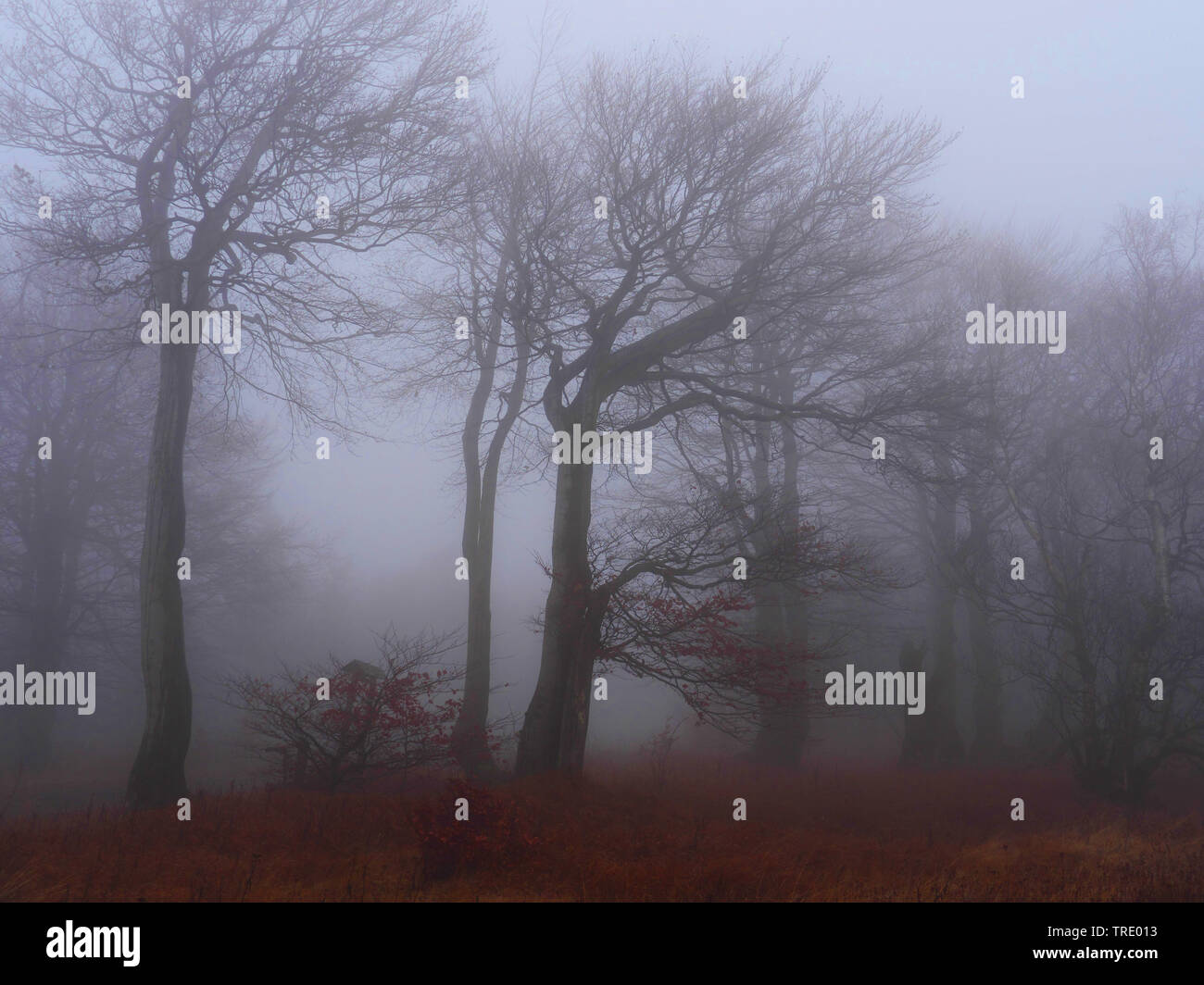 Foresta di faggio su Bourak nella nebbia autunnale, Repubblica Ceca, montagne Erz, Mikulov Foto Stock