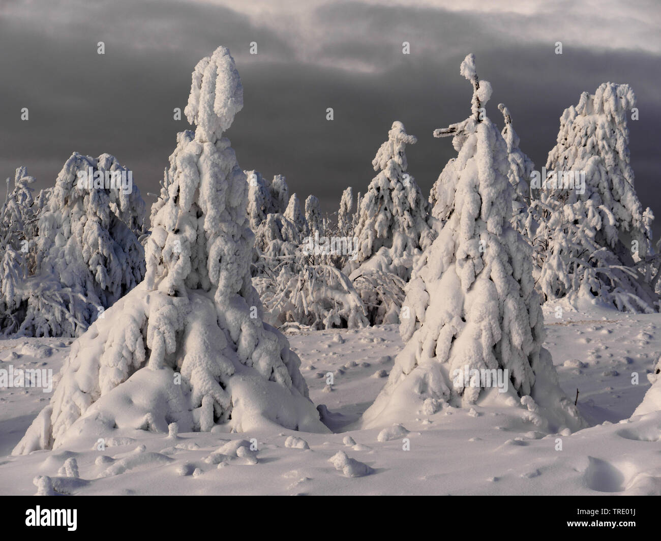 Coperte di neve alberi sulla montagna Fichtelberg, in Germania, in Sassonia, montagne Erz Foto Stock