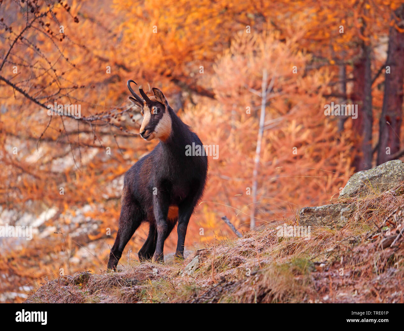 Il camoscio (Rupicapra rupicapra), camosci buck in un scolorito di foreste di montagna nel tardo autunno, vista frontale, l'Italia, il Parco Nazionale del Gran Paradiso, Val d'Aosta Foto Stock