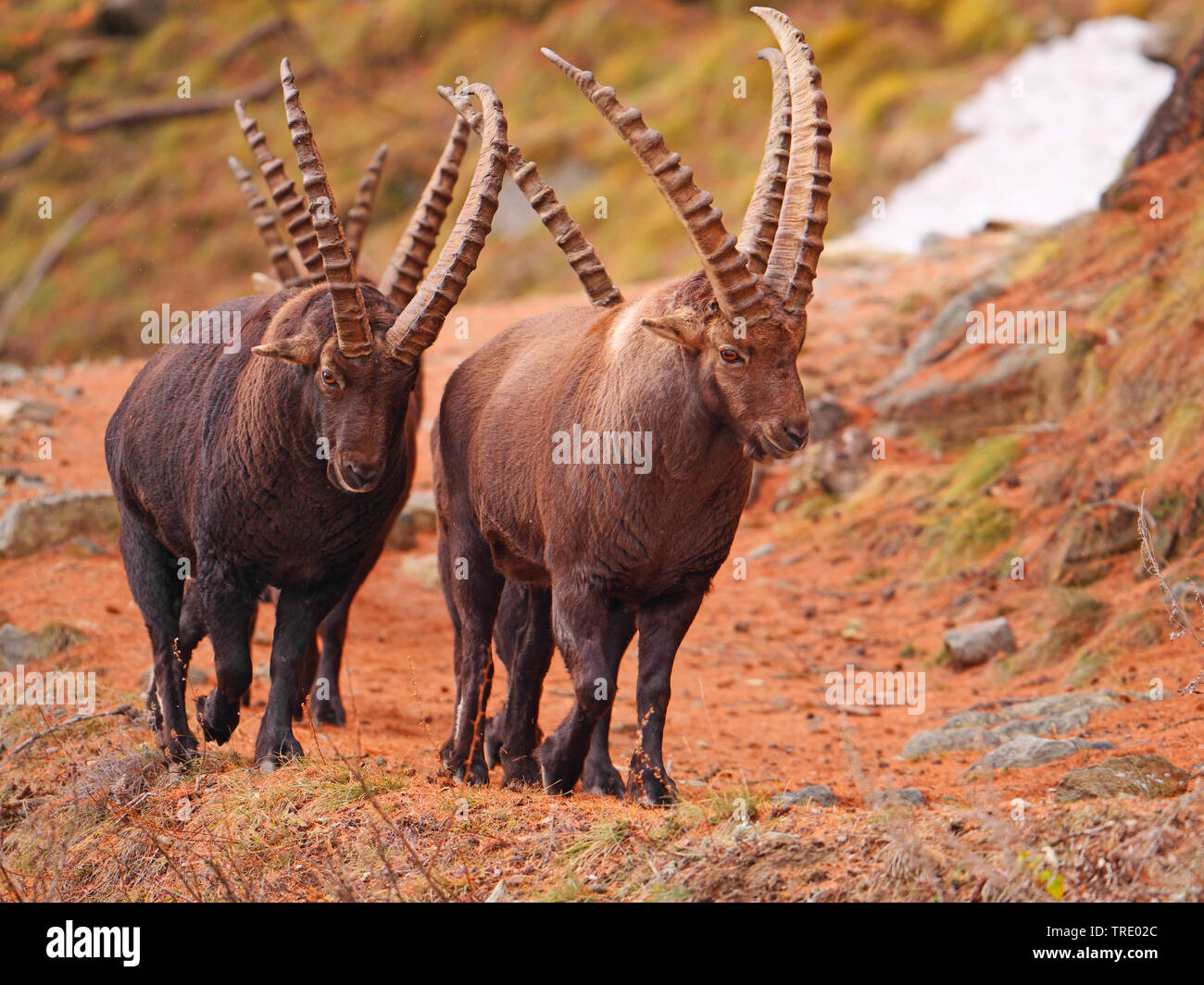 Stambecco delle Alpi (Capra ibex, Capra ibex ibex), bucks a uno sperone di roccia, l'Italia, il Parco Nazionale del Gran Paradiso, Val d'Aosta Foto Stock