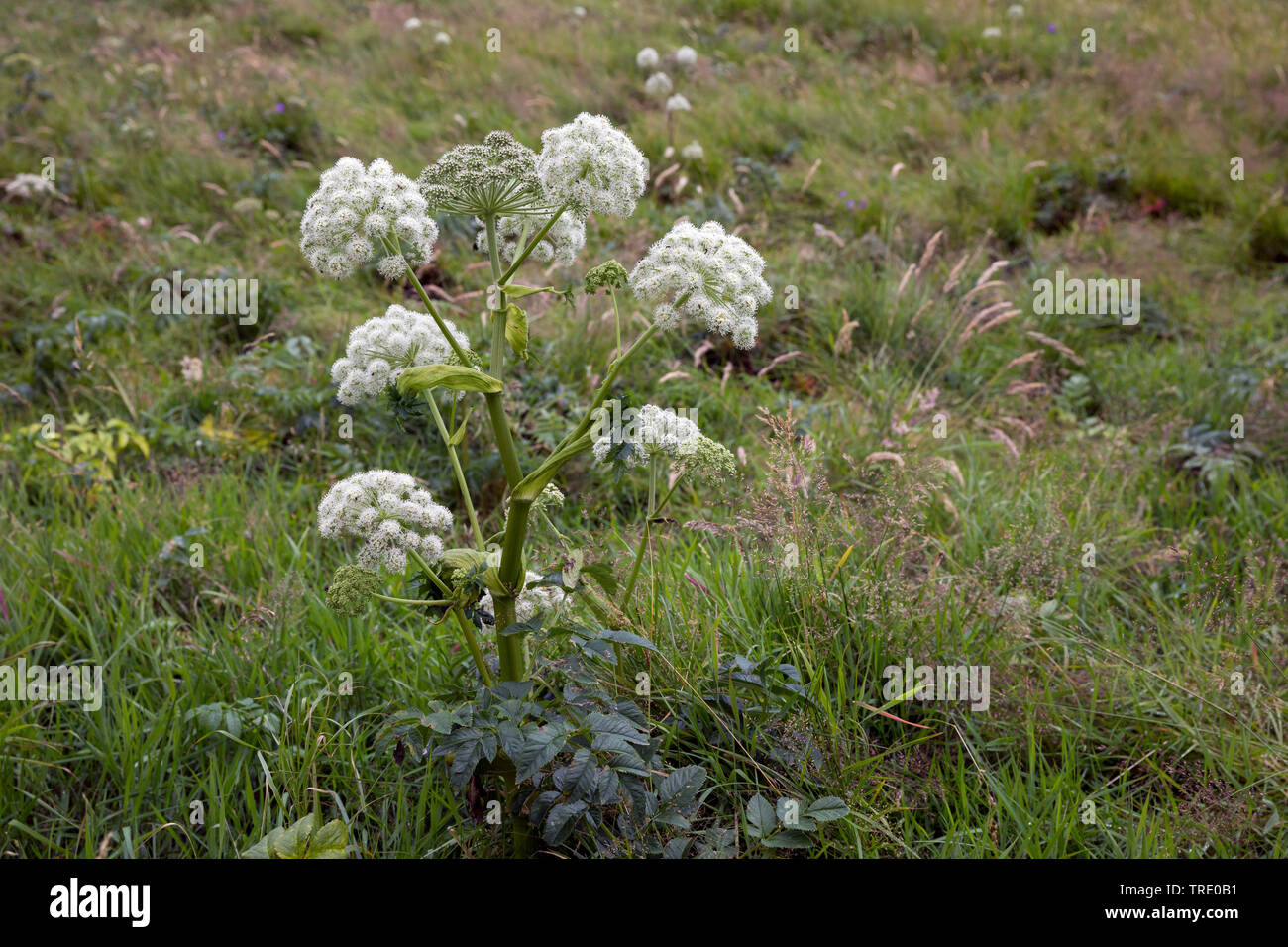 L'angelica (Angelica archangelica), fioritura, Norvegia Foto Stock